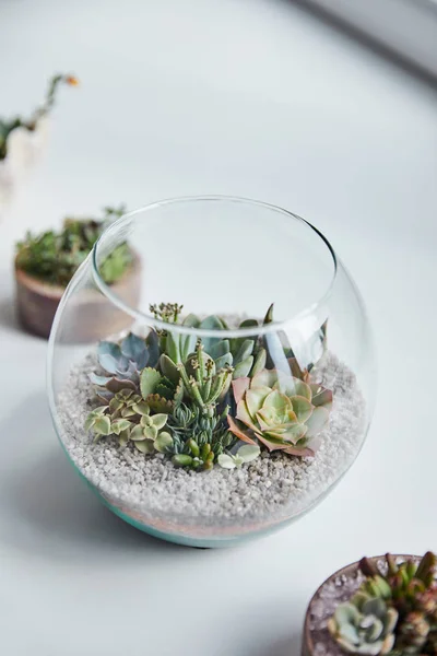 Foyer sélectif de succulents verts dans l'aquarium en verre sur la surface blanche — Photo de stock