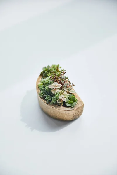 Vert succulent en pot de fleurs sur table blanche avec ombre — Photo de stock