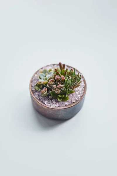 Vert succulent en pot de fleurs sur table blanche — Photo de stock