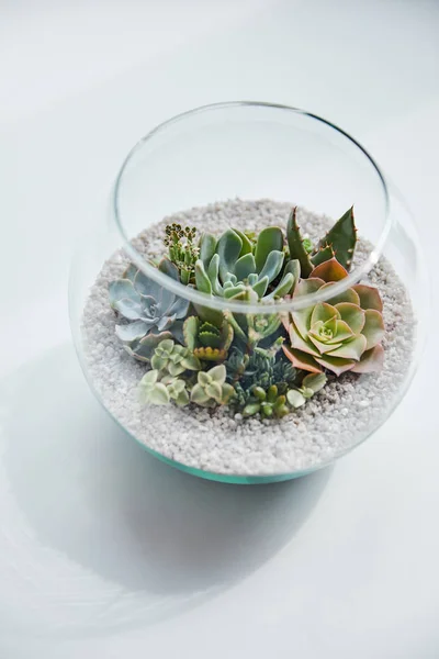 Green succulent in glass aquarium on white table with shadow — Stock Photo