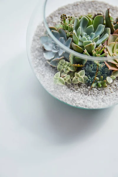 Vista ravvicinata di succulento in acquario di vetro su tavolo bianco con ombra — Stock Photo