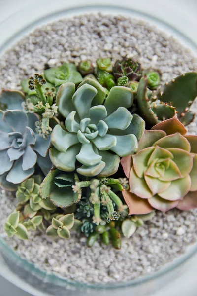 Nahaufnahme grüner Sukkulenten im gläsernen Blumentopf — Stockfoto