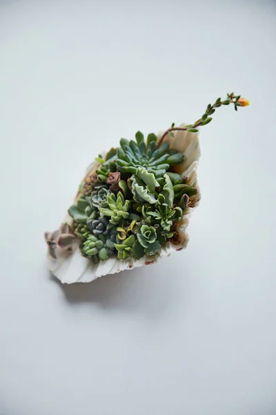 Suculentas verdes en concha decorativa sobre fondo blanco - foto de stock