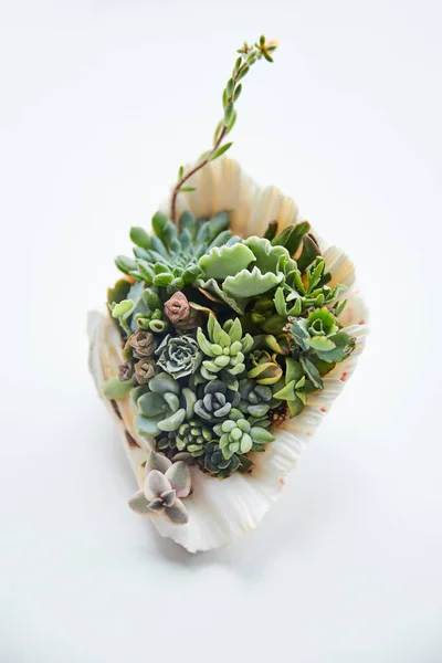 Vue rapprochée de plantes tropicales vertes en coquillage décoratif — Photo de stock