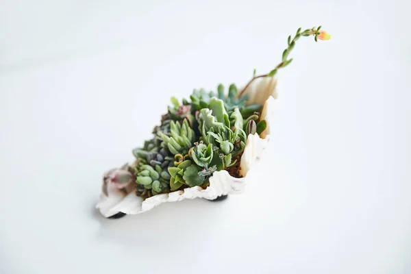 Suculentas verdes exóticas em concha decorativa na superfície branca — Fotografia de Stock