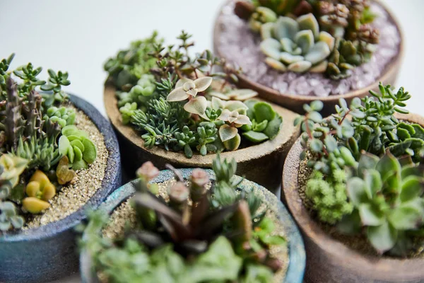 Vista da vicino di piante grasse esotiche verdi in vasi da fiori su sfondo bianco — Foto stock