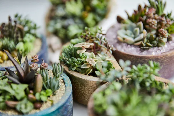 Close up view of green tropical succulents with small leaves in flowerpots — Stock Photo