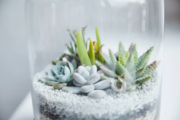 Vista de perto de suculentas verdes em vaso de plantas transparente — Fotografia de Stock