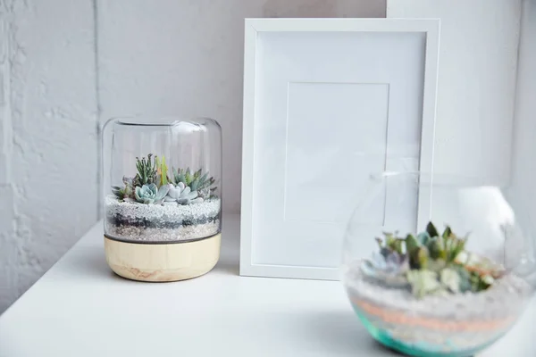 Foyer sélectif de succulents verts dans des pots de fleurs près du cadre photo vide sur la surface blanche, décor à la maison — Photo de stock