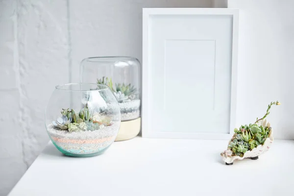 Suculentas verdes en macetas y concha cerca del marco de fotos vacío en la superficie blanca, decoración para el hogar — Stock Photo