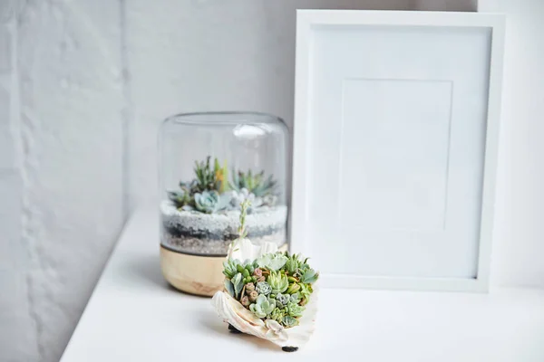 Foco seletivo de suculentas verdes em vaso de flores e concha perto de moldura de foto vazia na superfície branca, decoração home — Fotografia de Stock