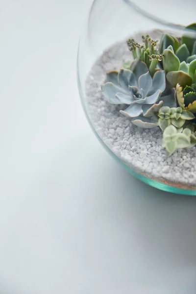 Vista de perto de pequenas suculentas exóticas em vaso transparente no fundo branco com espaço de cópia — Fotografia de Stock