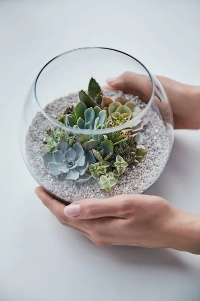 Vista parziale della donna che tiene acquario di vetro con succulente verdi su sfondo bianco — Foto stock