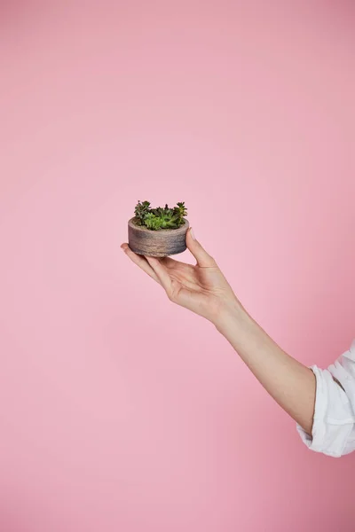 Vista recortada de la mujer sosteniendo maceta con suculentas verdes sobre fondo rosa - foto de stock