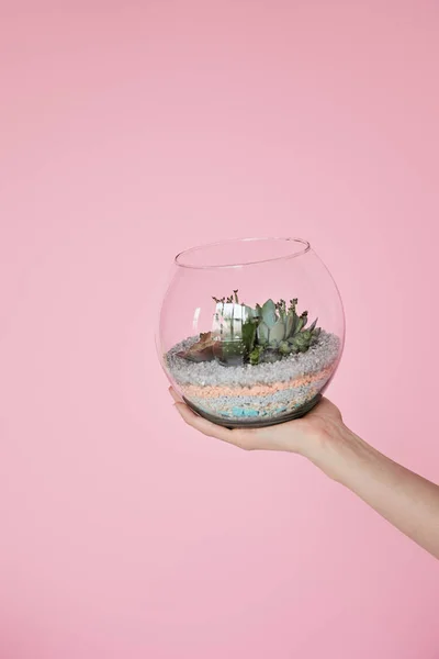 Abgeschnittene Ansicht einer Frau mit Glasaquarium mit grünen Sukkulenten isoliert auf rosa — Stockfoto