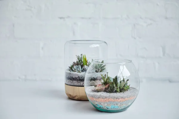 Succulents exotiques décoratifs dans des pots de fleurs en verre sur table blanche près du mur de briques — Photo de stock