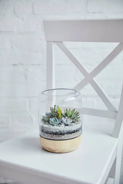 Piante succulente tropicali decorative sotto copertura di vetro in vaso da fiori su sedia bianca — Foto stock