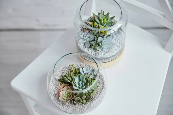 Vue de dessus des succulents exotiques décoratifs dans des pots de fleurs en verre sur chaise blanche — Photo de stock