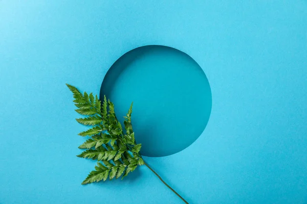 Green fern leaf at round hole on blue paper — Stock Photo