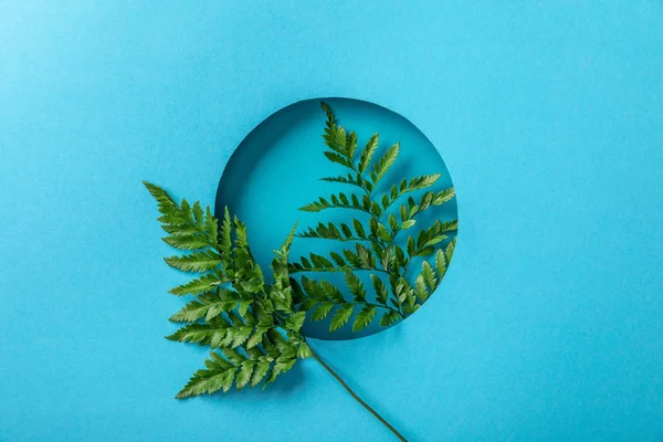 Folhas de samambaia verde em buraco redondo em papel azul — Fotografia de Stock