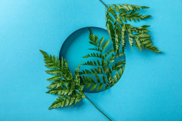 Folhas de samambaia verde em buraco redondo em papel azul — Fotografia de Stock