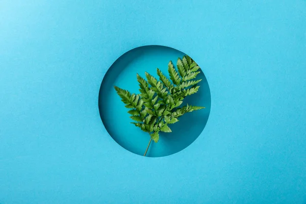 Зелений лист папороті в круглому отворі на синьому папері — стокове фото