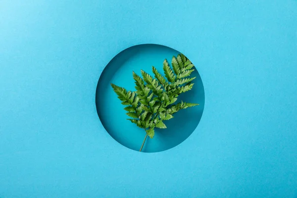 Hoja de helecho verde en agujero redondo sobre papel azul - foto de stock