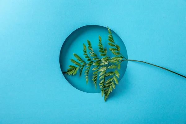 Hoja de helecho verde en agujero redondo sobre fondo de papel azul - foto de stock