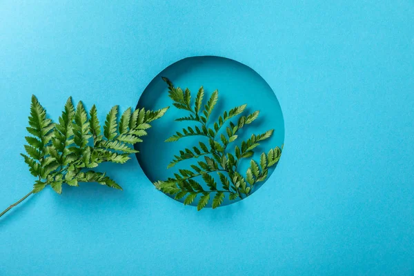 Зеленые листья папоротника в круглом отверстии на голубой бумаге — стоковое фото