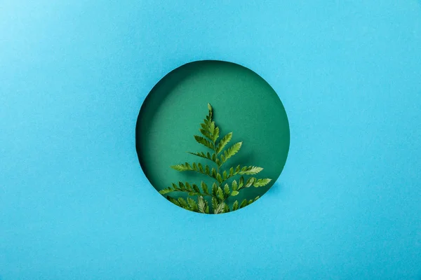 Свежий лист папоротника в круглом отверстии на голубой бумаге — стоковое фото