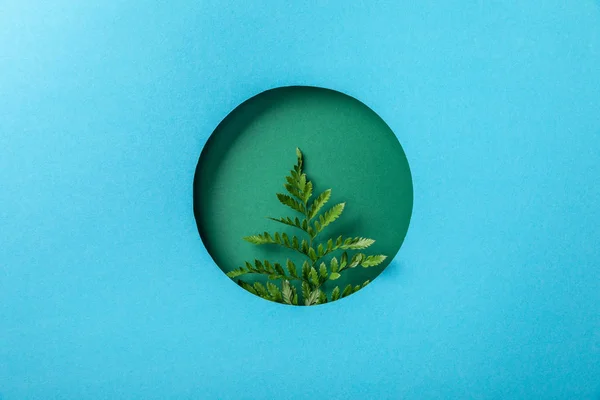 Hoja de helecho fresca en agujero redondo sobre papel azul - foto de stock