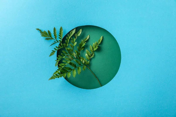 Fondo geométrico con hoja de helecho verde en agujero redondo sobre papel azul - foto de stock