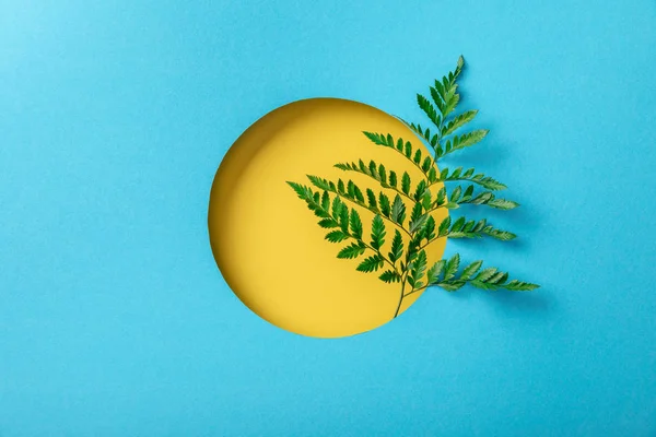 Fondo geométrico con hoja de helecho verde en agujero redondo amarillo sobre papel azul - foto de stock