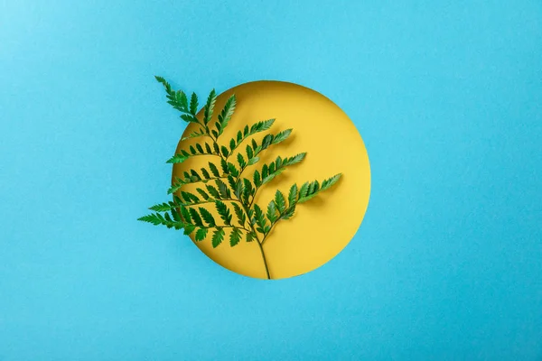 Feuille de fougère verte dans un trou rond jaune sur papier bleu — Photo de stock