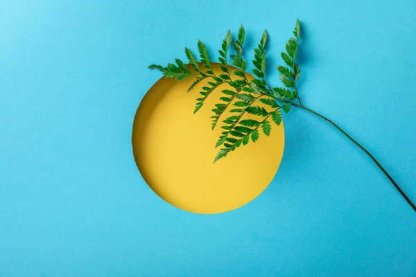 Hoja de helecho verde en el agujero redondo amarillo sobre papel azul - foto de stock