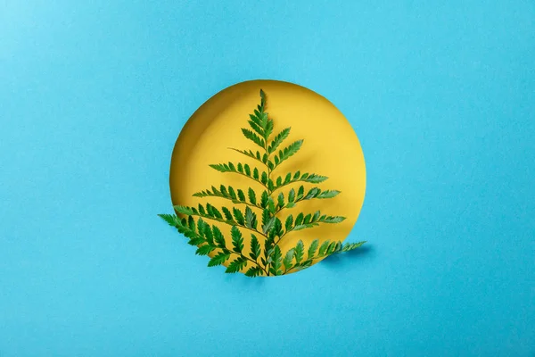 Геометрический фон с листьями папоротника в желтом круглом отверстии на голубой бумаге — стоковое фото