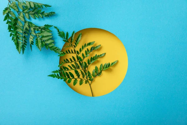 Зеленые листья папоротника в желтой дыре на голубой бумаге — стоковое фото