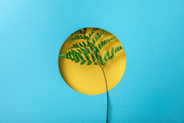Fond géométrique avec feuille de fougère dans un trou rond jaune sur papier bleu — Photo de stock