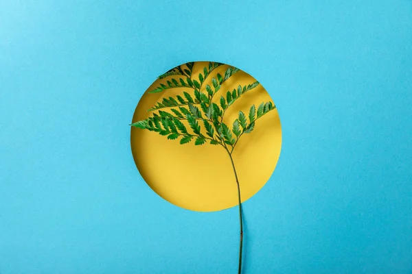 Geometric background with fern leaf in yellow round hole on blue paper — Stock Photo