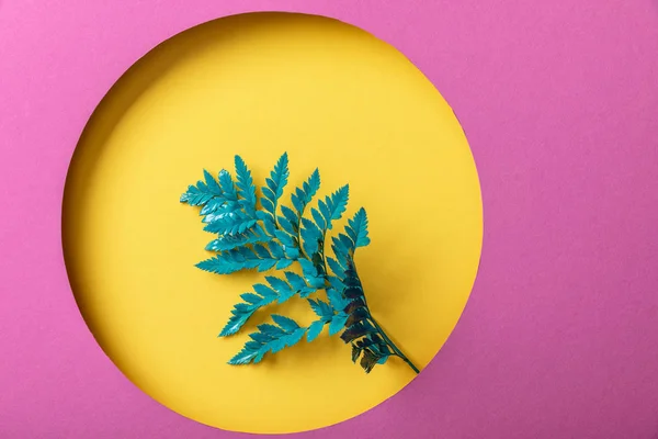 Feuille de fougère verte sur trou rond jaune sur papier rose — Photo de stock