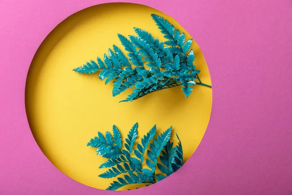 Feuilles de fougère décoratives bleues dans un trou jaune sur papier rose — Photo de stock