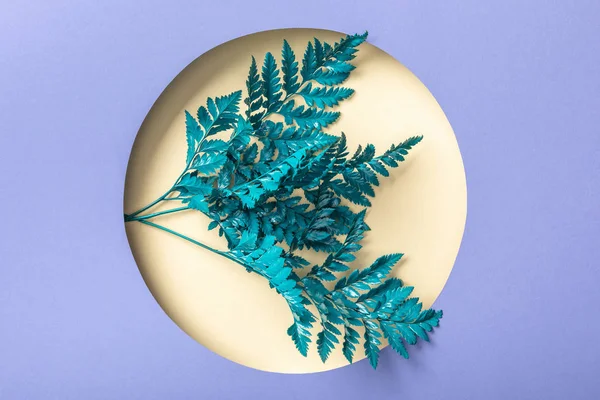 Синє декоративне листя папороті в дірі на фіолетовому папері — стокове фото