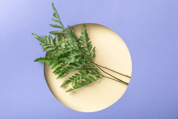 Green decorative fern leaves in beige hole on purple paper — Stock Photo