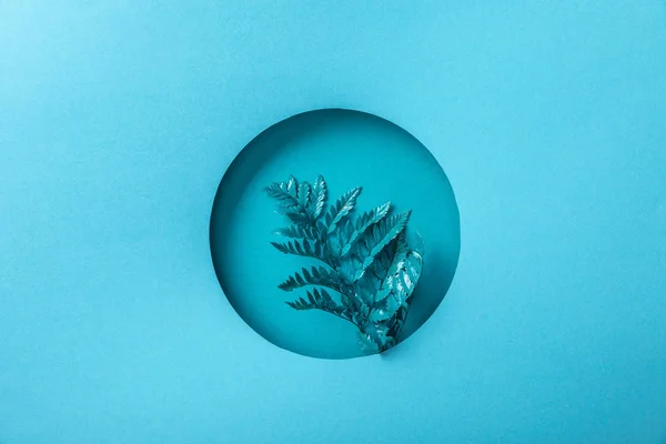 Голубой лист папоротника в круглом отверстии на голубой бумаге — стоковое фото