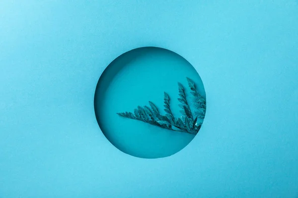 Feuille de fougère bleue dans un trou rond sur papier bleu — Photo de stock