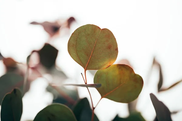 Selective focus of decorative eucalyptus branches isolated on white — Stock Photo