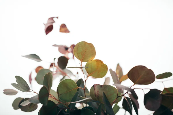 Foco seletivo de ramos de eucalipto decorativos isolados em branco — Fotografia de Stock