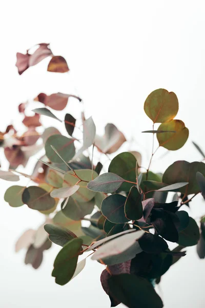 Foco seletivo de ramos de eucalipto isolados em branco — Fotografia de Stock