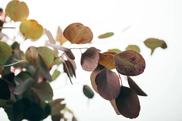 Selective focus of green eucalyptus branches isolated on white — Stock Photo