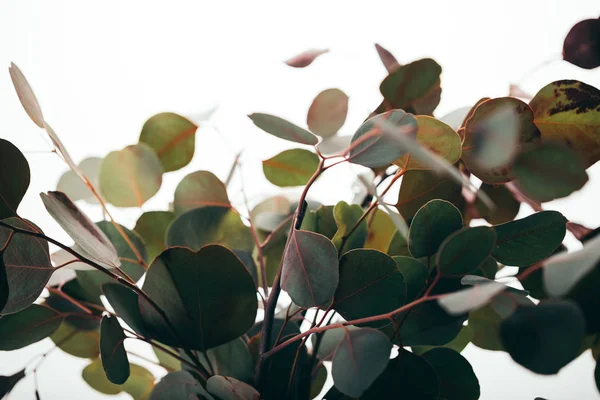 Selective focus of green decorative eucalyptus branches isolated on white — Stock Photo